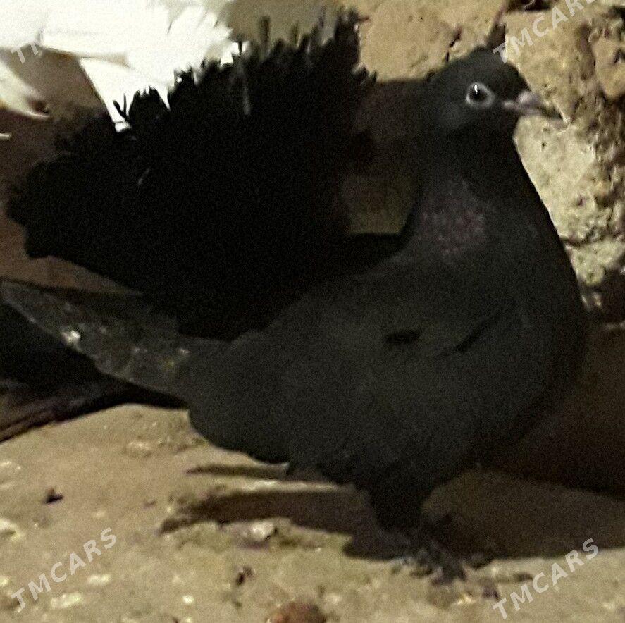 Kepderi Pawlin - Gyzylarbat - img 1