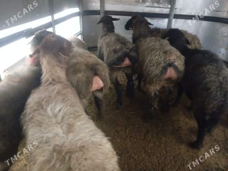 goyun issek - Чоганлы - img 1