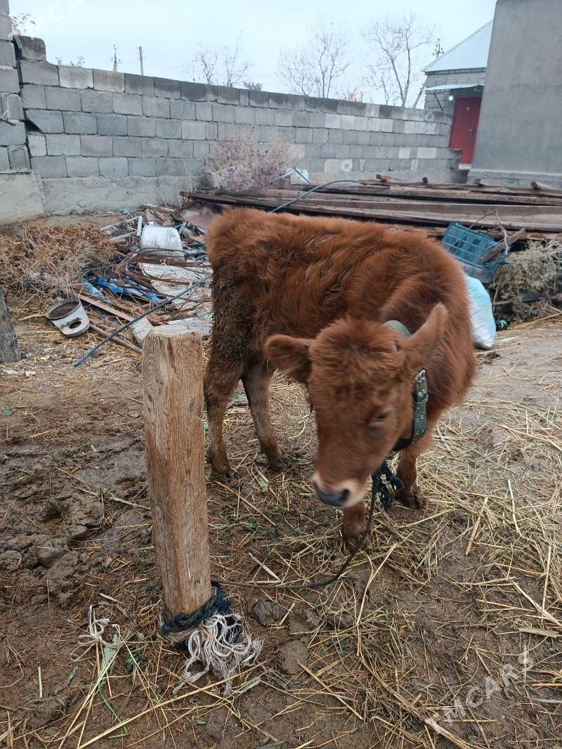 okuz - Гёкдепе - img 1