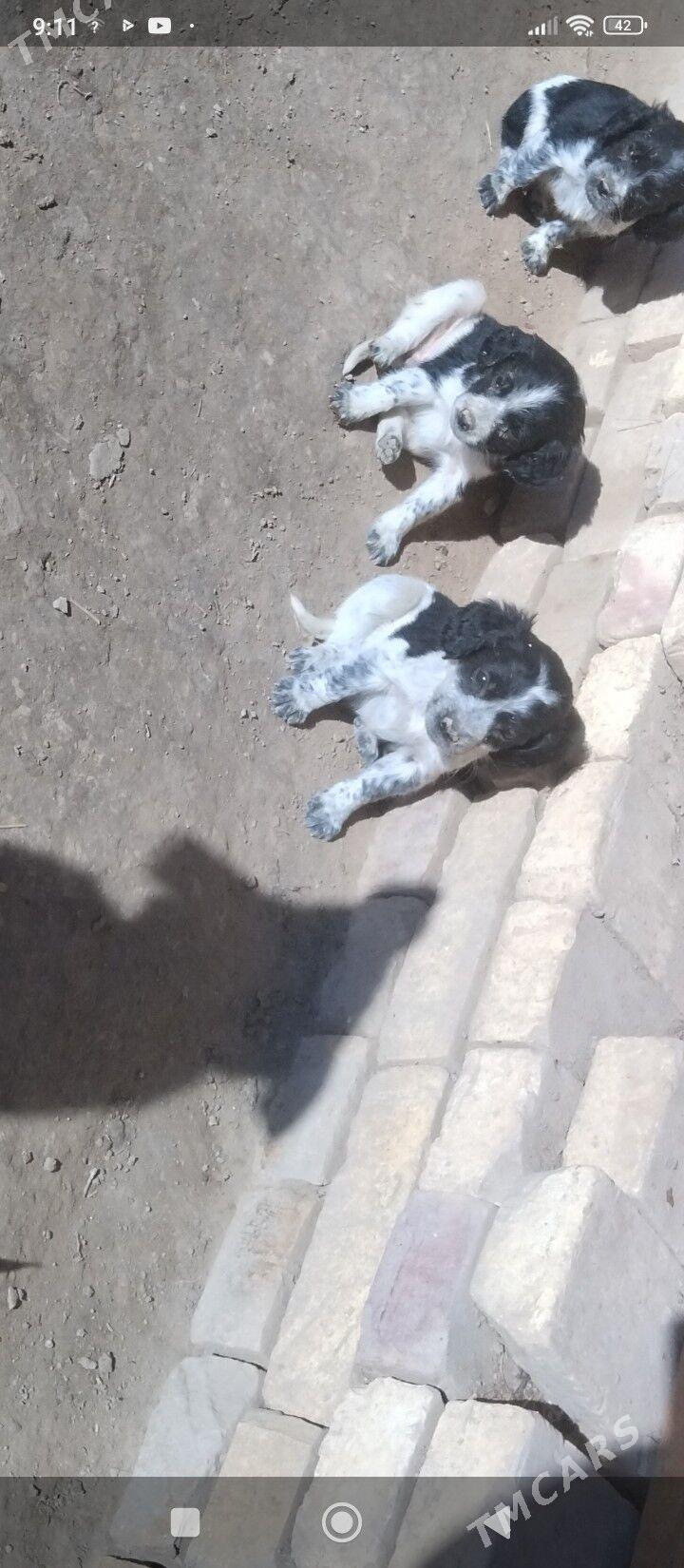 spanel gujik - Şabat etr. - img 1