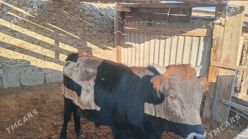 ookuz - Берекет - img 1