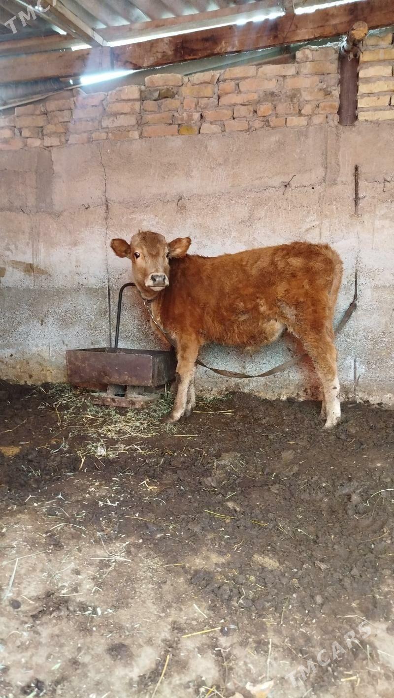 okuz - Гёкдепе - img 1