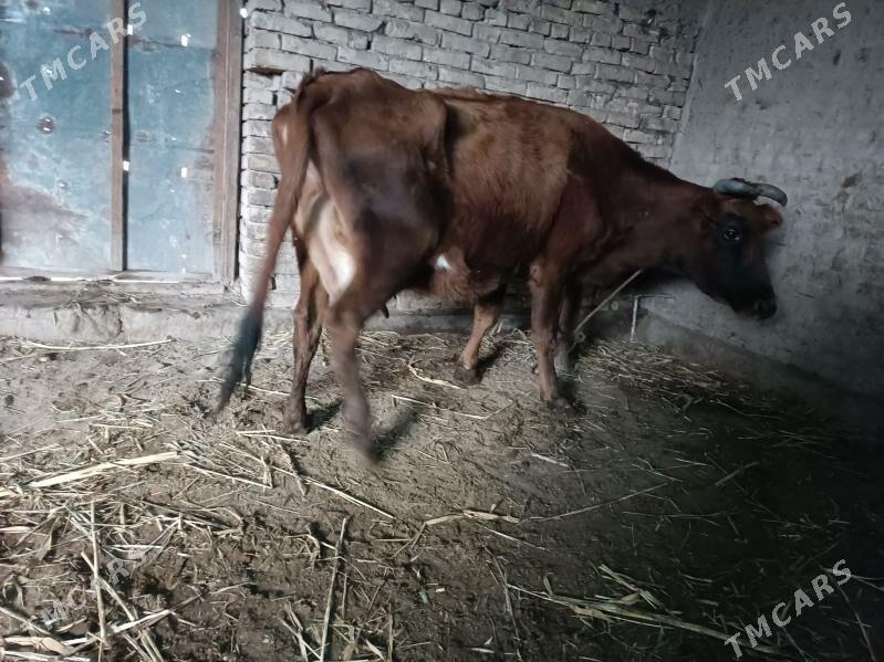 goleli sygyr - Gubadag - img 1