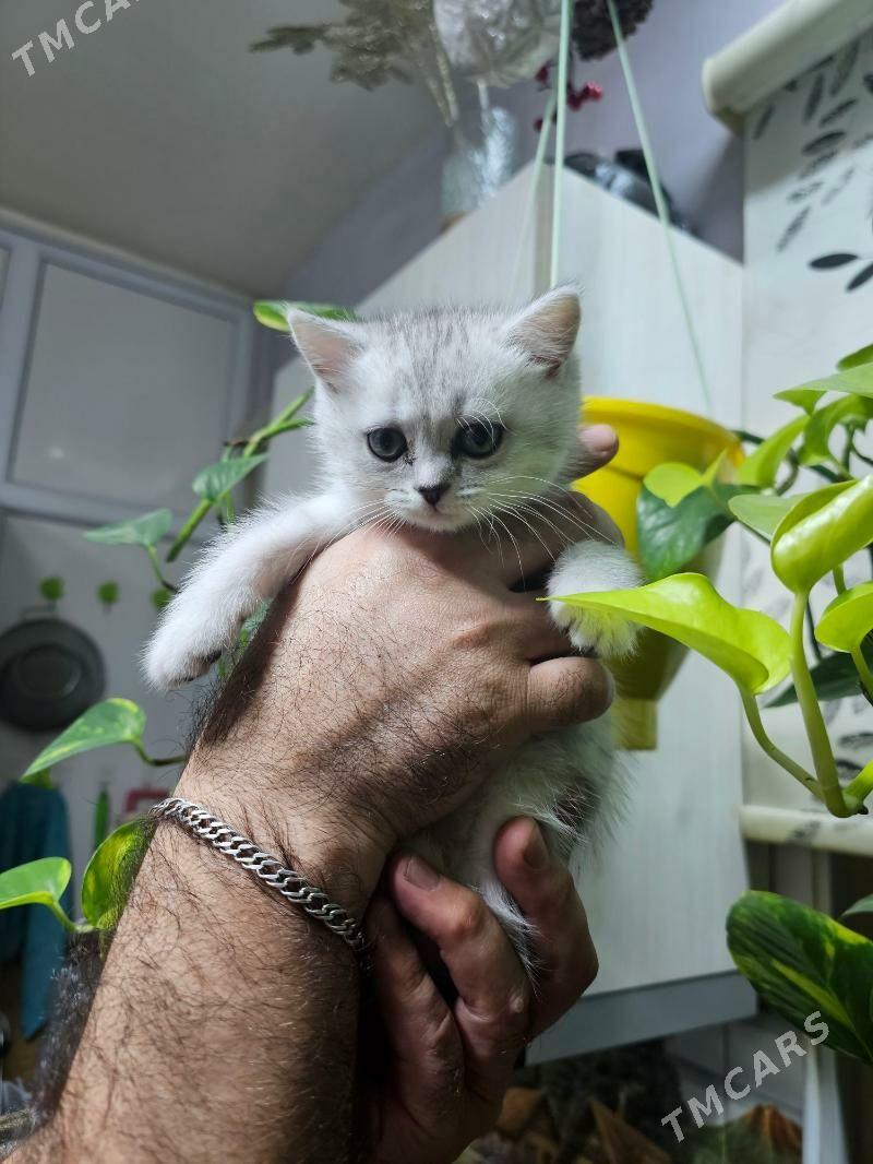 котенок - Aşgabat - img 1