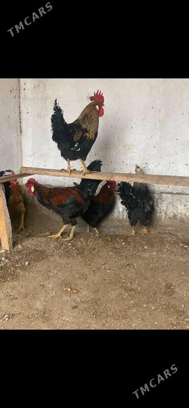 Horazlar - Сакар - img 1