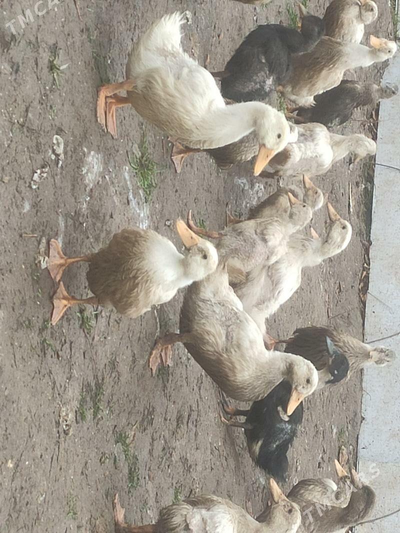 ördek gak gak - Ашхабад - img 1