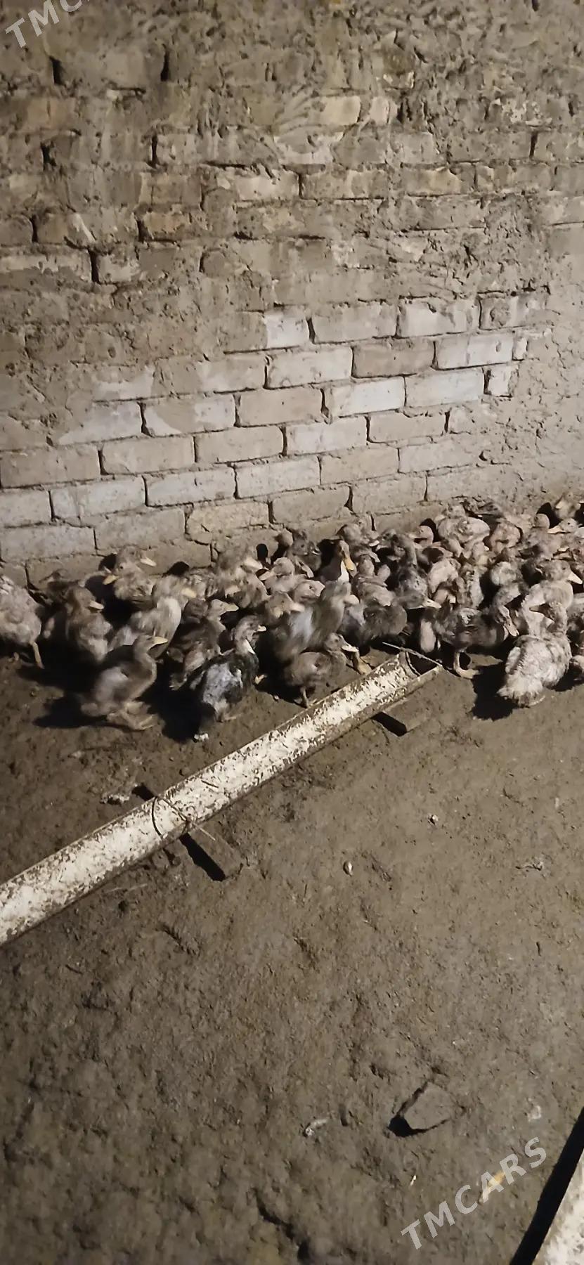 Ödek jüje - Каракумский этрап - img 1