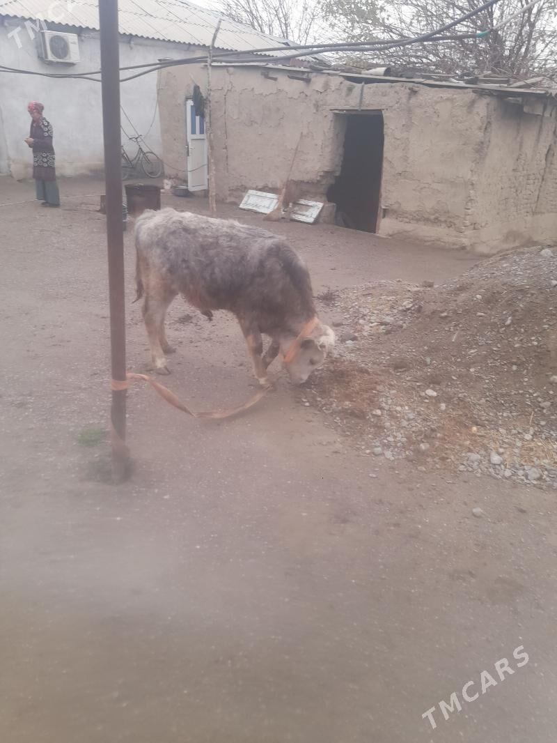 Okuz - Гёкдепе - img 1