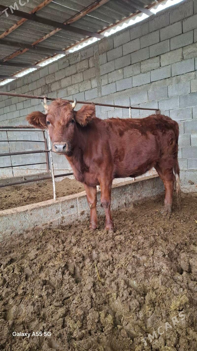 Tuwe - Гёкдепе - img 1