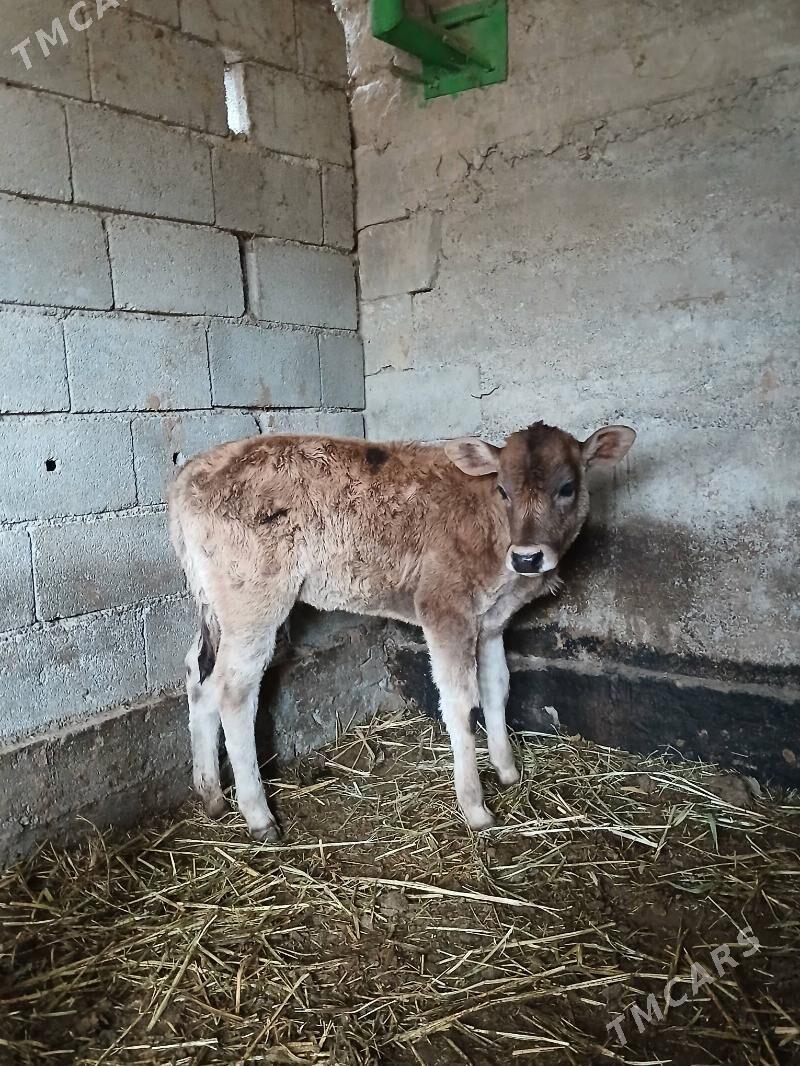 Gole - Гёкдепе - img 1