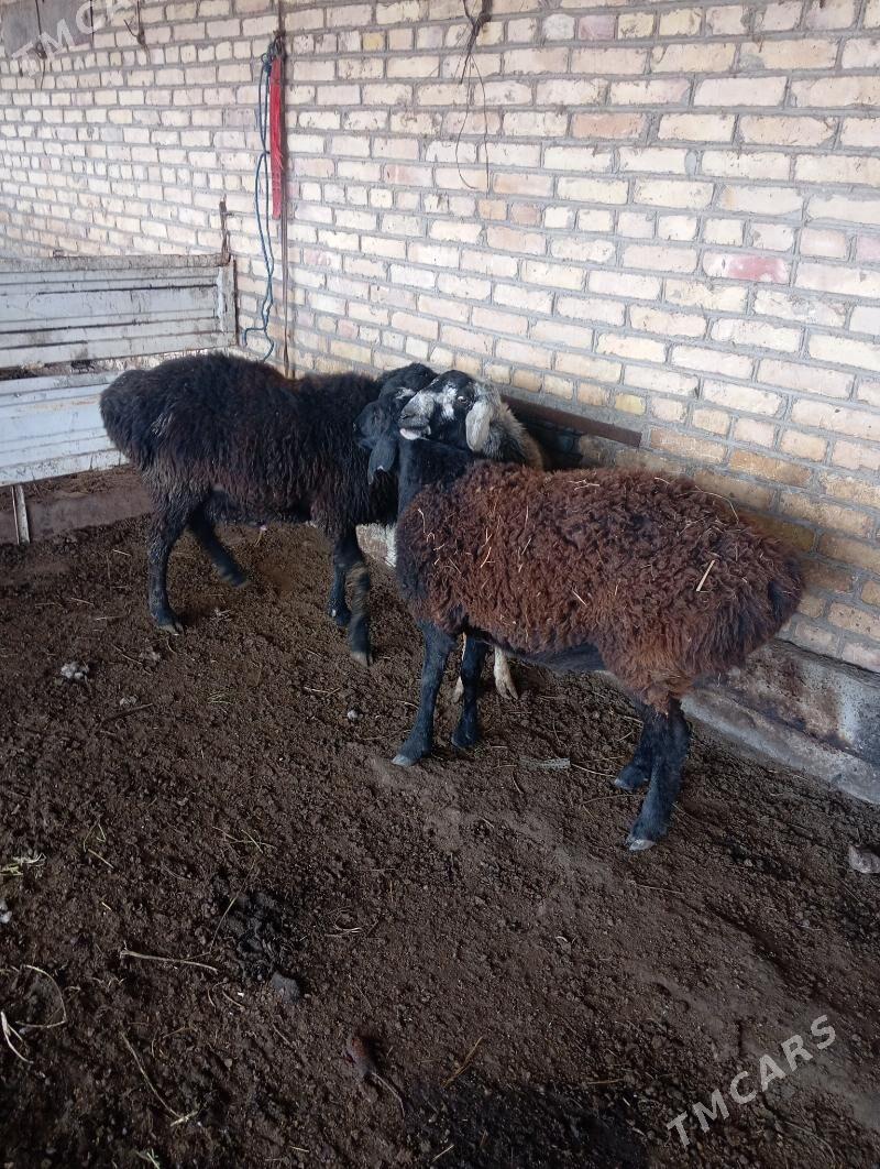 goçgarlar - Чарджоу - img 1