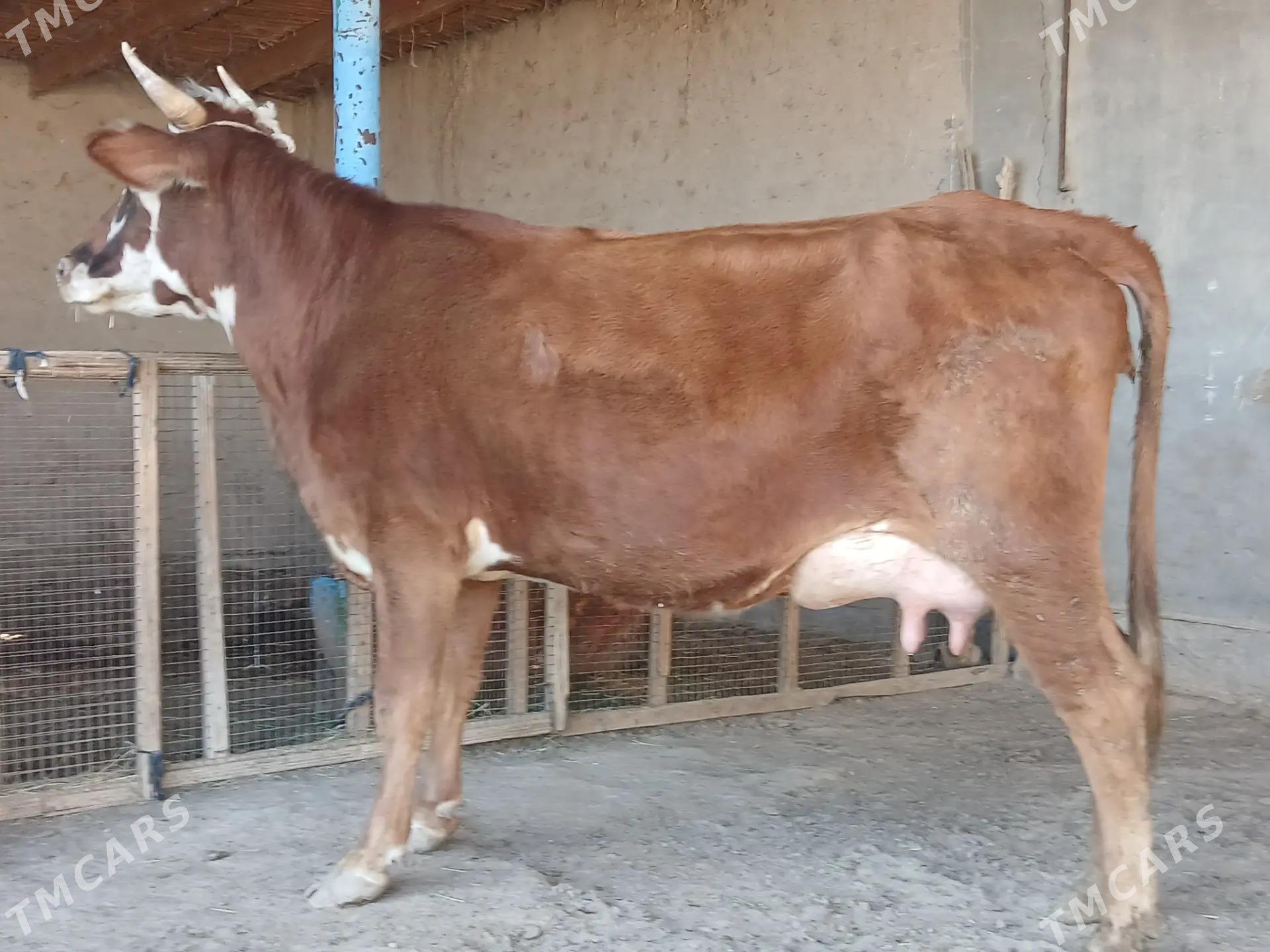 Goleli sygyr - Farap - img 1