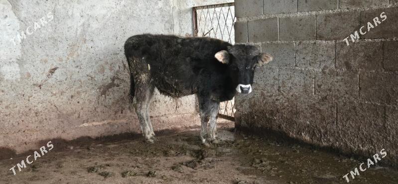 sives okuzce - Ашхабад - img 1