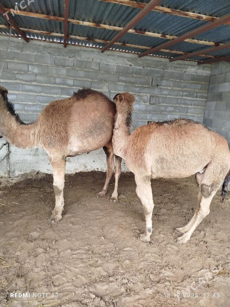 ogsuk - Бахарден - img 1