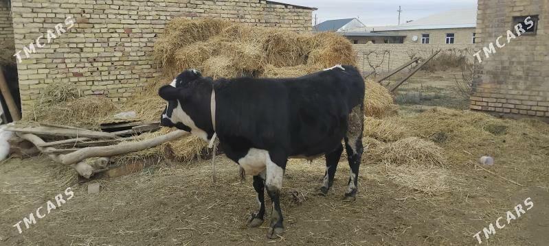 Öküz - Dänew - img 1