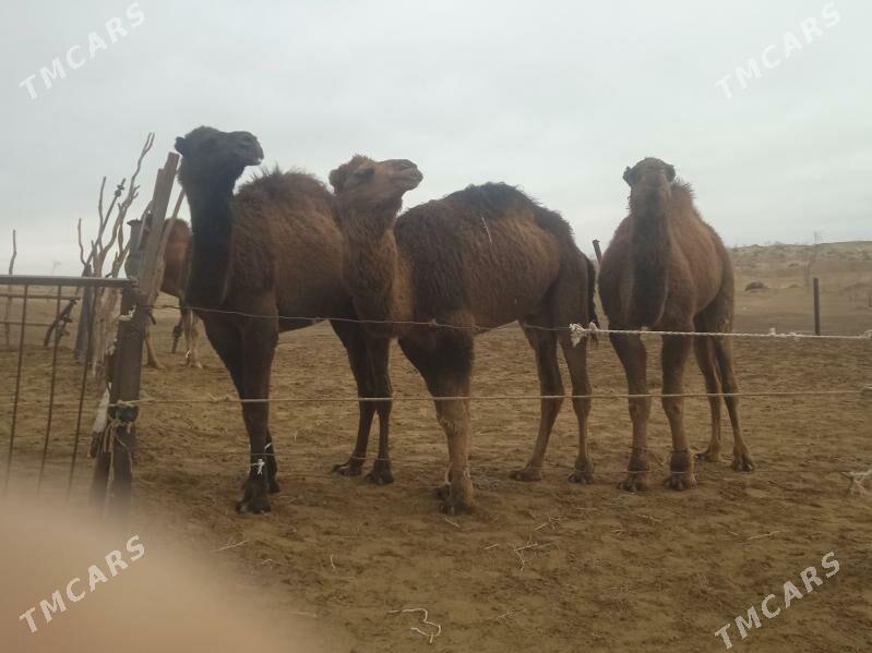 erkek ogsuk - Бахарден - img 1