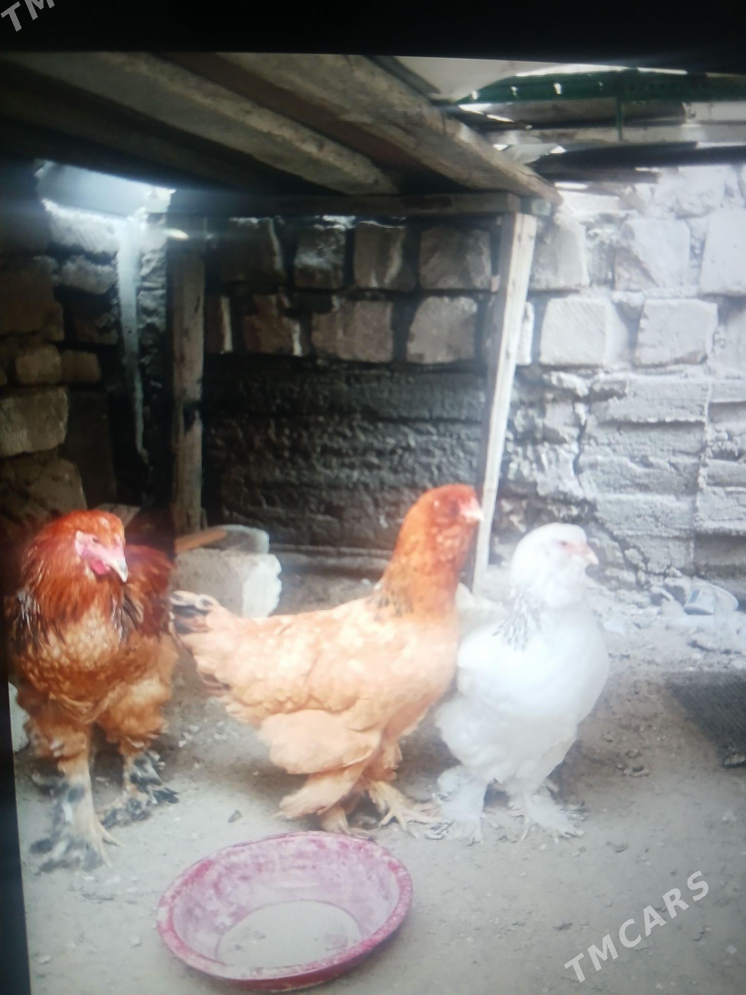 Brama - Гумдаг - img 1