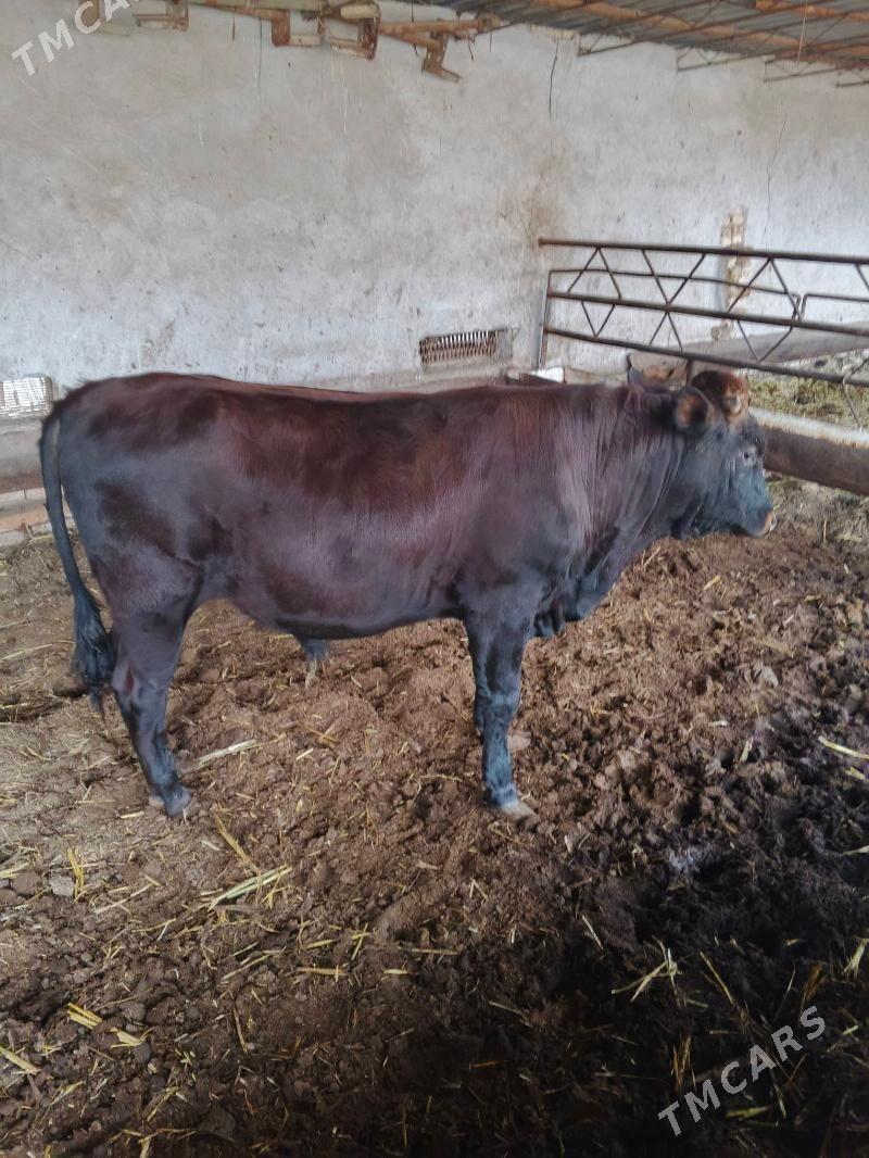 okuz - Туркменабат - img 1