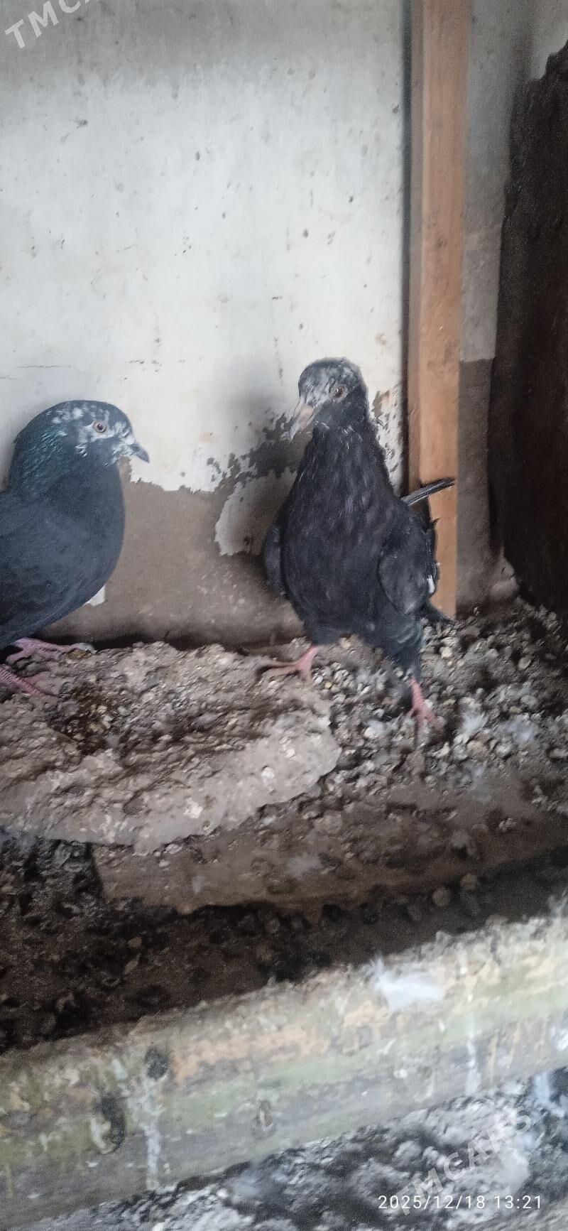 kepteri - Туркменабат - img 1