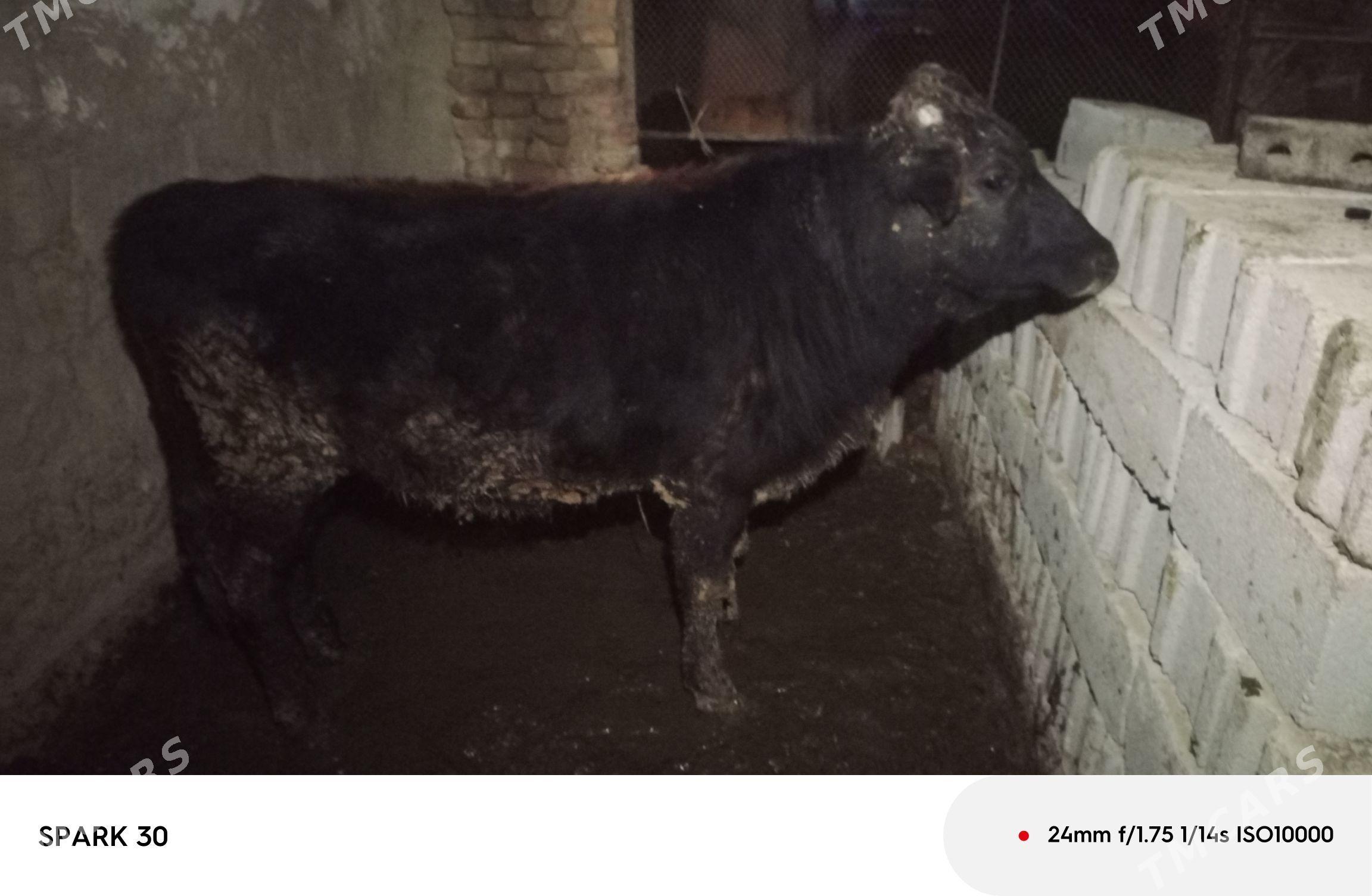 okuz - Bäherden - img 1