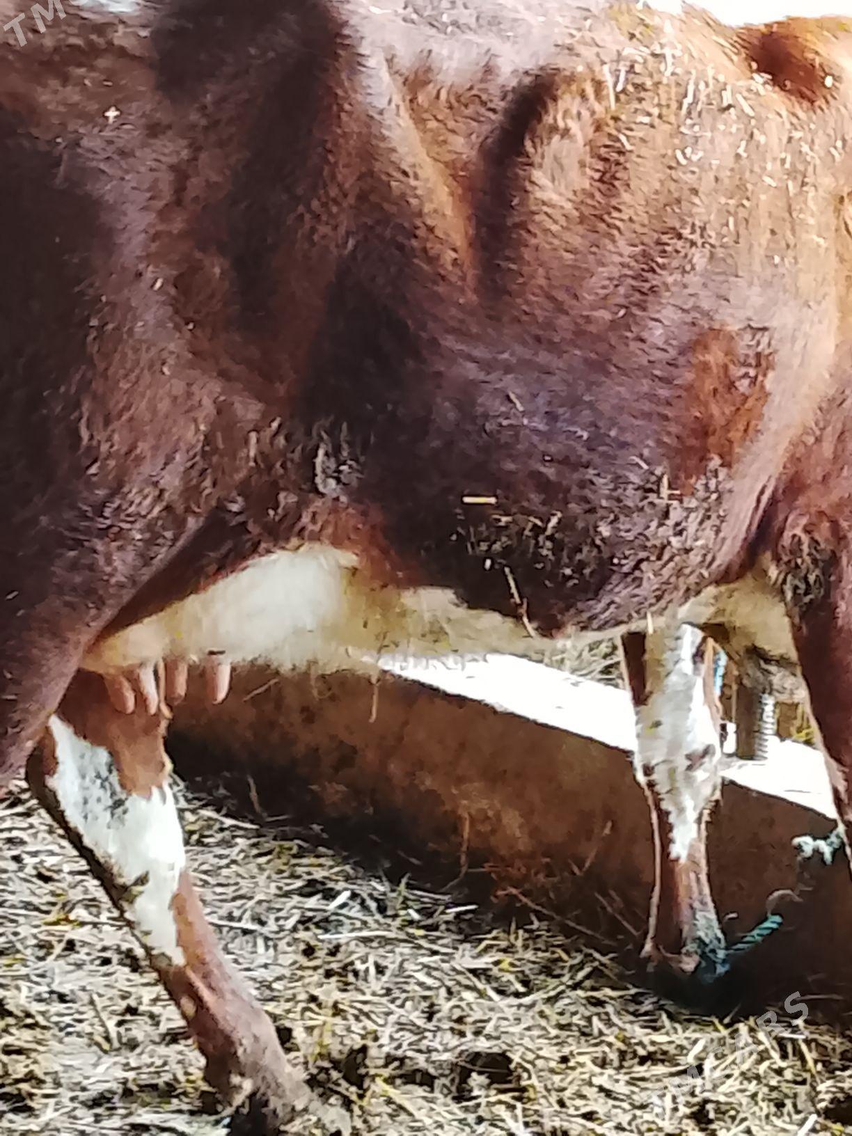 goleli sygyr - Дянев - img 1