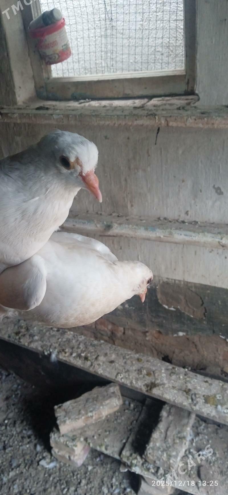 kepteri - Türkmenabat - img 1