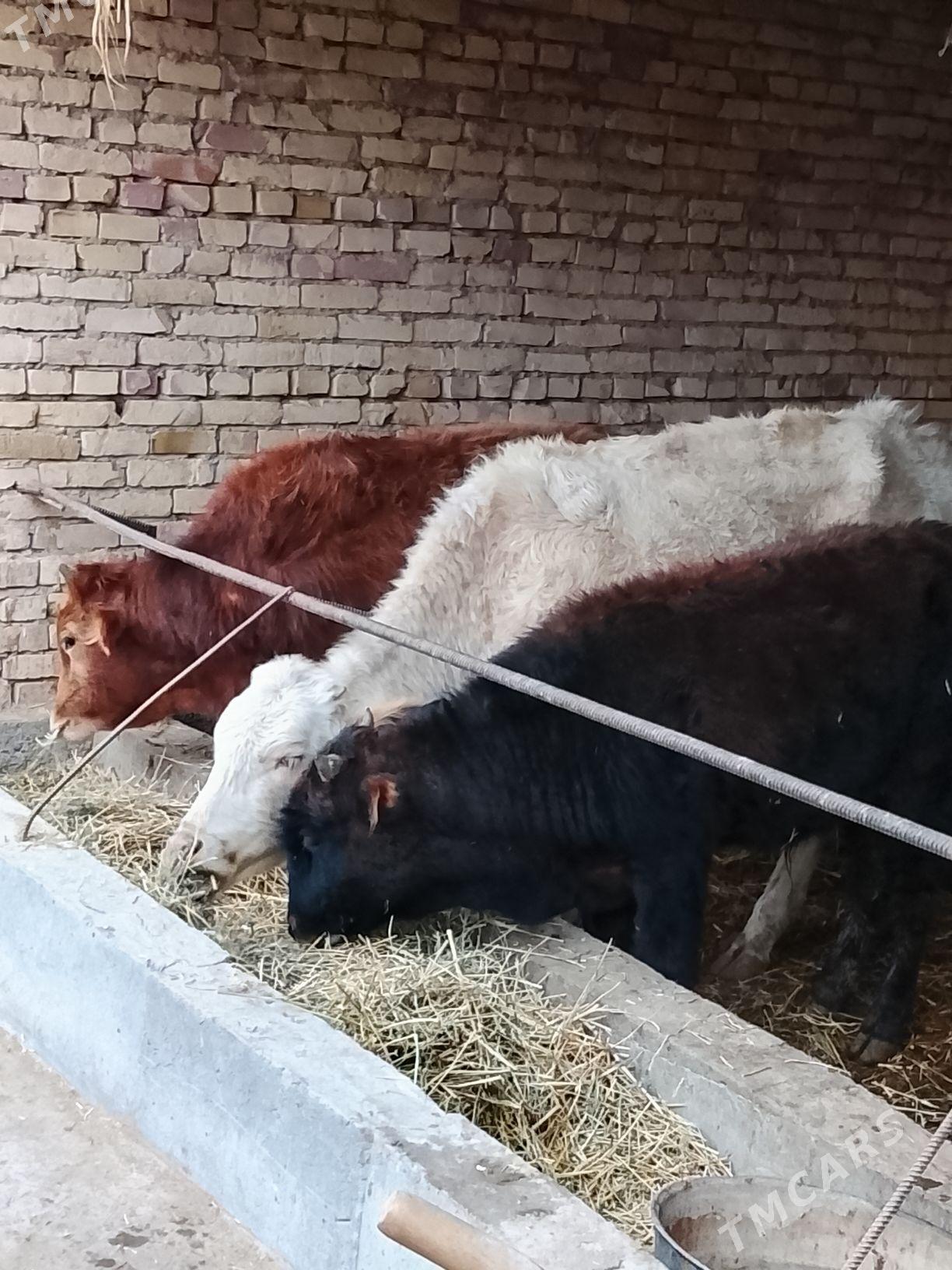 okuzler - Dänew - img 1