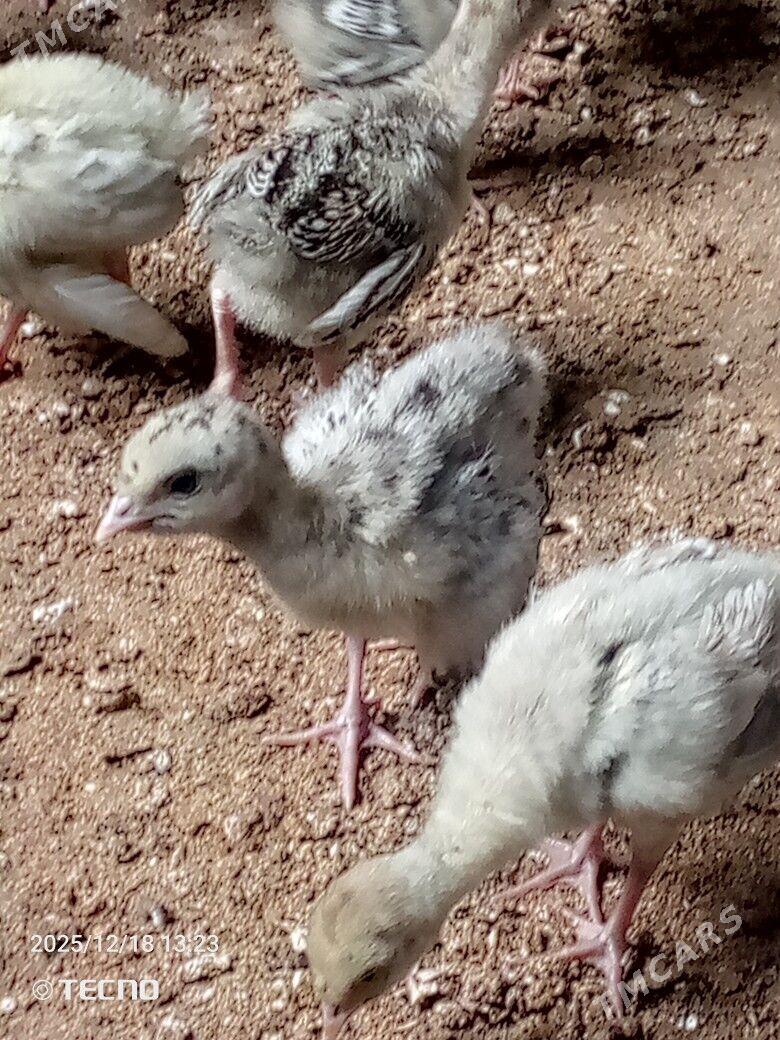 induk jüýje - Каракумский этрап - img 1