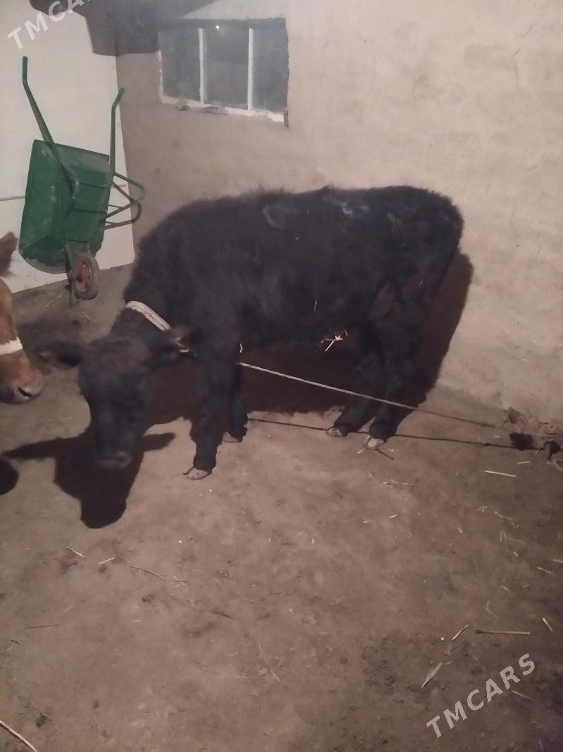 gaçar - Daşoguz - img 1