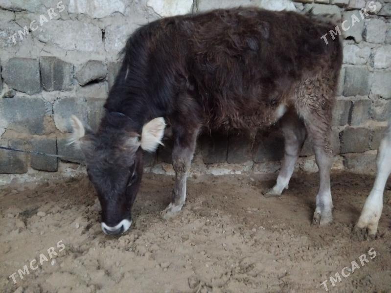 ŞWES OKUZ YERLI MAL - Ашхабад - img 1