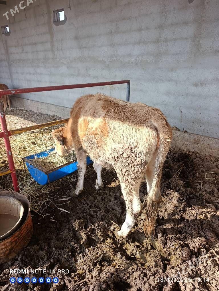 tuwe - Теджен - img 1