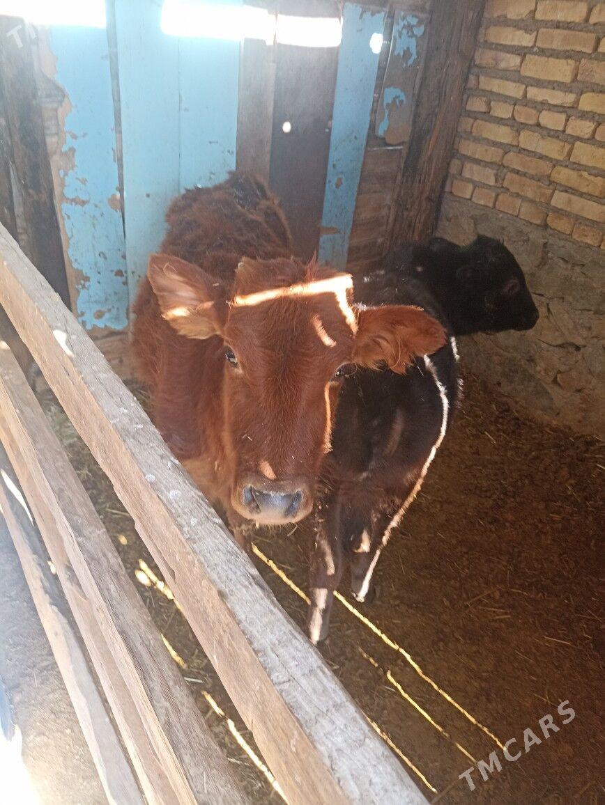 gole - Берекет - img 1