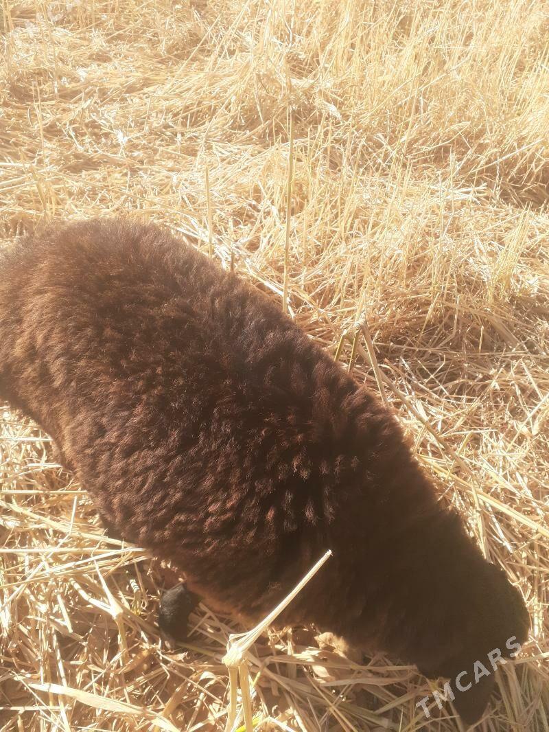 gusar goc - Gurbansoltan Eje - img 1