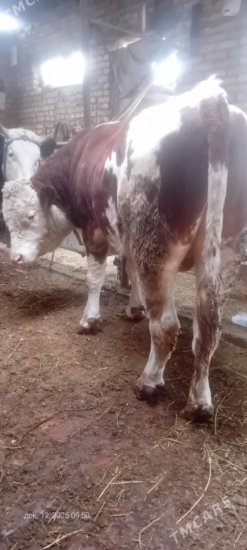 сментал окуз - Туркменабат - img 1