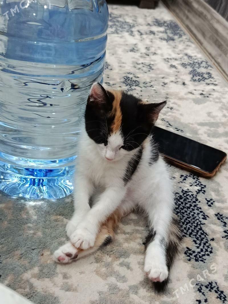 pishik gyzjagaz - Кëши - img 1