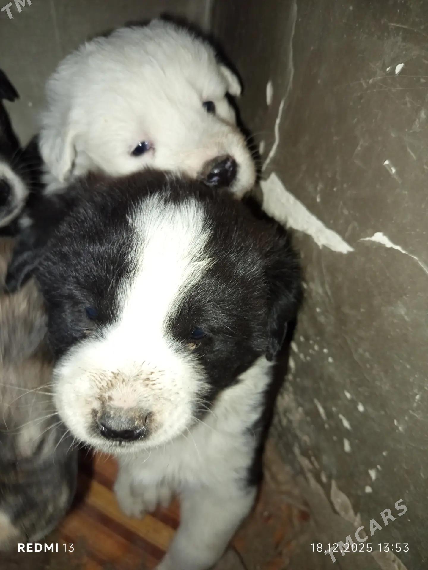 собачки - Туркменабат - img 1