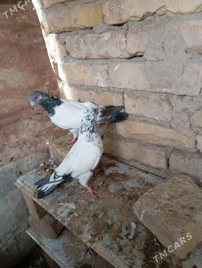 kepter - Фарап - img 1