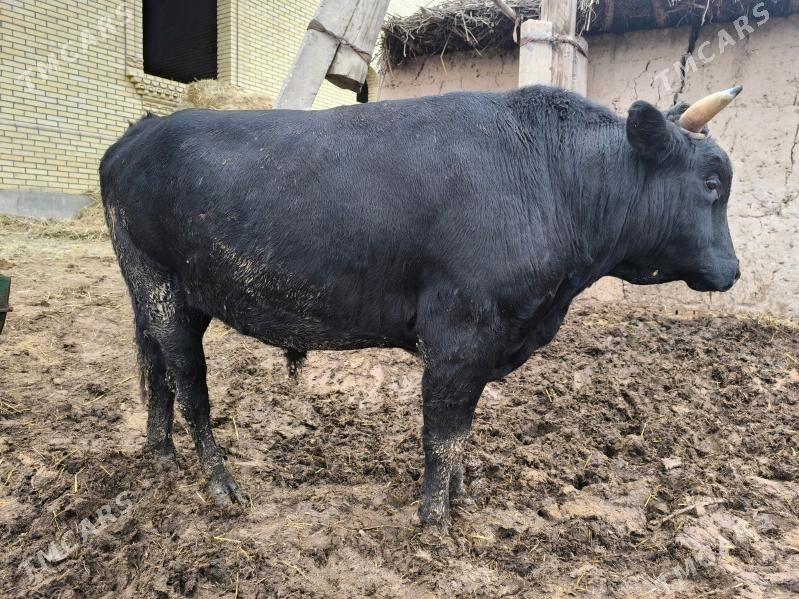 Семиз Окузлер - Dänew - img 1