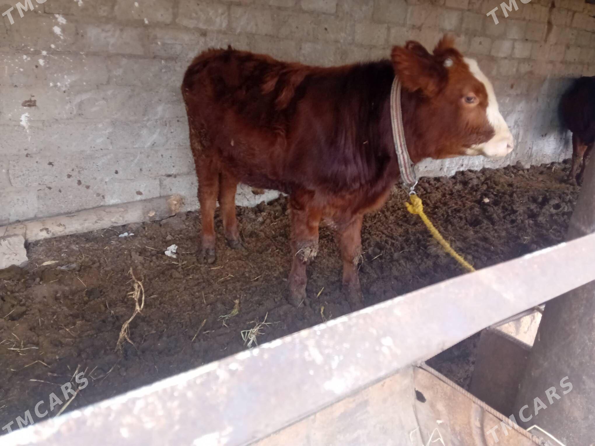 MİTİZ ÖKÜZ - Türkmenabat - img 1