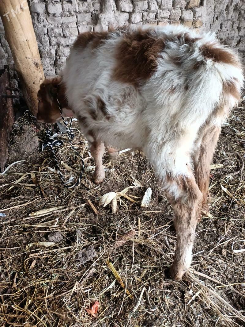 öküz - Чарджоу - img 1