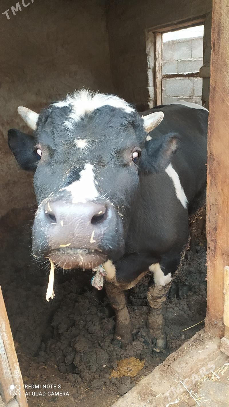 okuz - Чоганлы - img 1