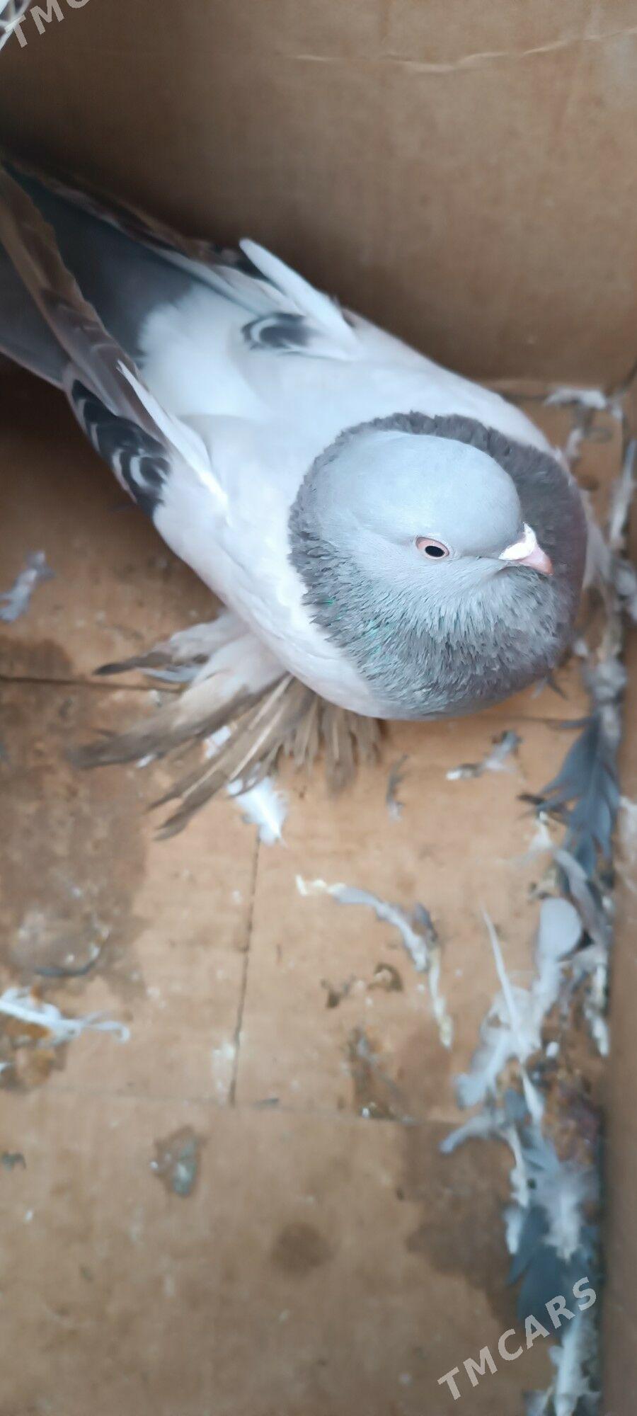 кепдери - Ашхабад - img 1