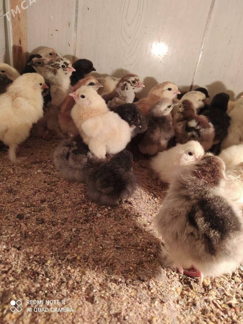 Balgar juyje - Гаудан "В" - img 1