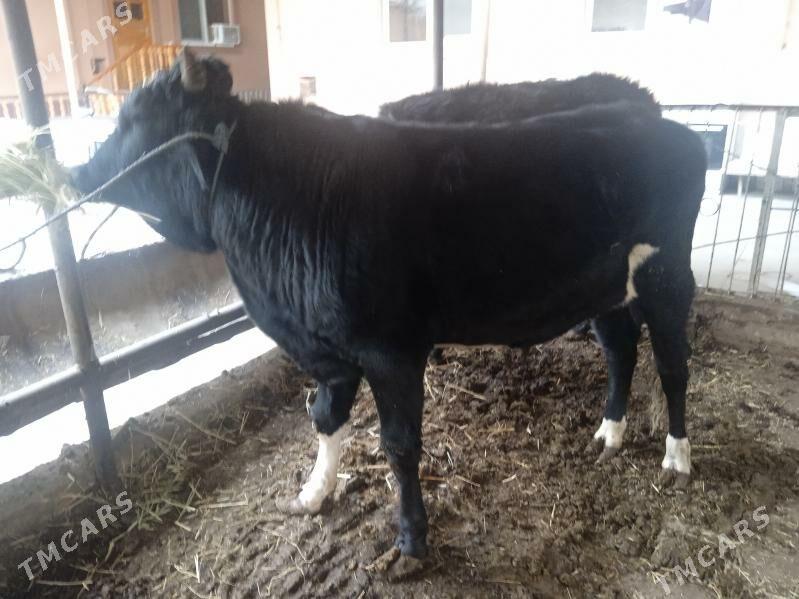 2 sany parodny öküz - Туркменабат - img 1