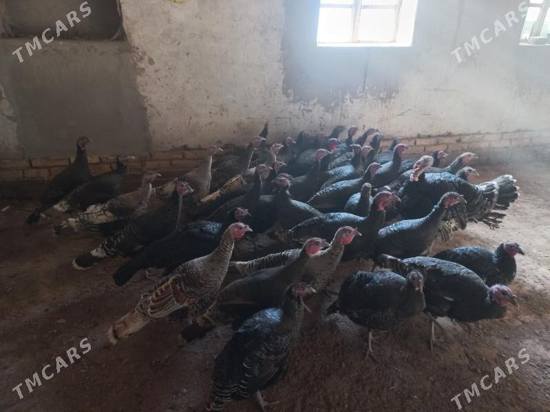 индюк - Дашогуз - img 1