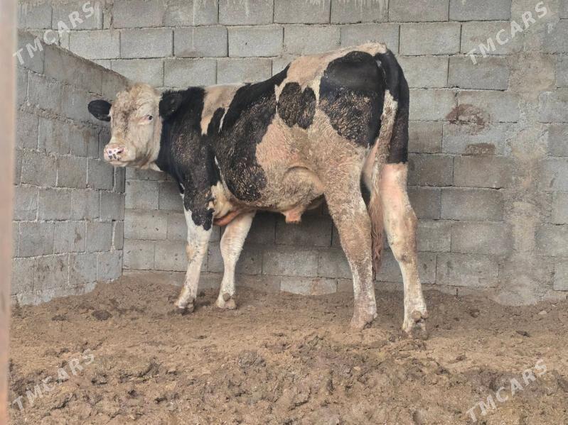 simental okuz - Aşgabat - img 1