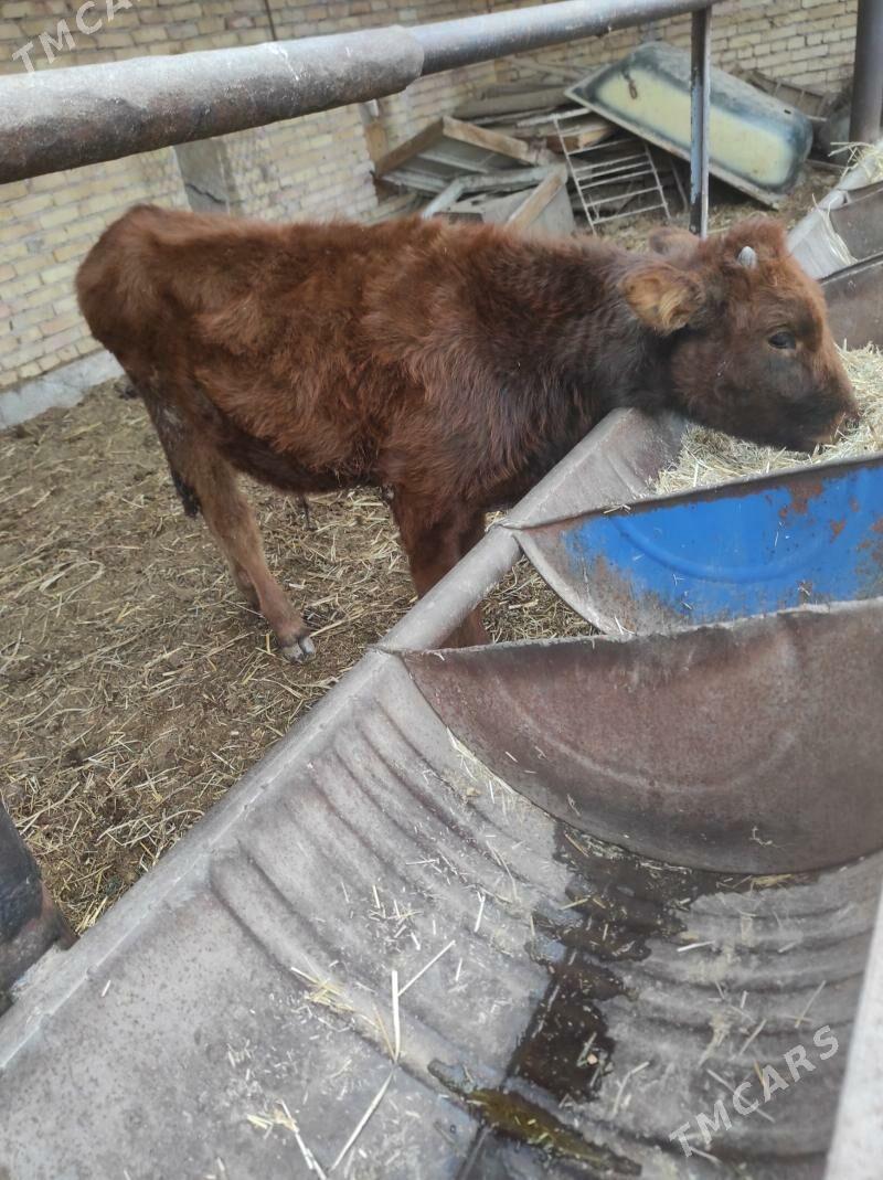 okuzce - Чарджоу - img 1