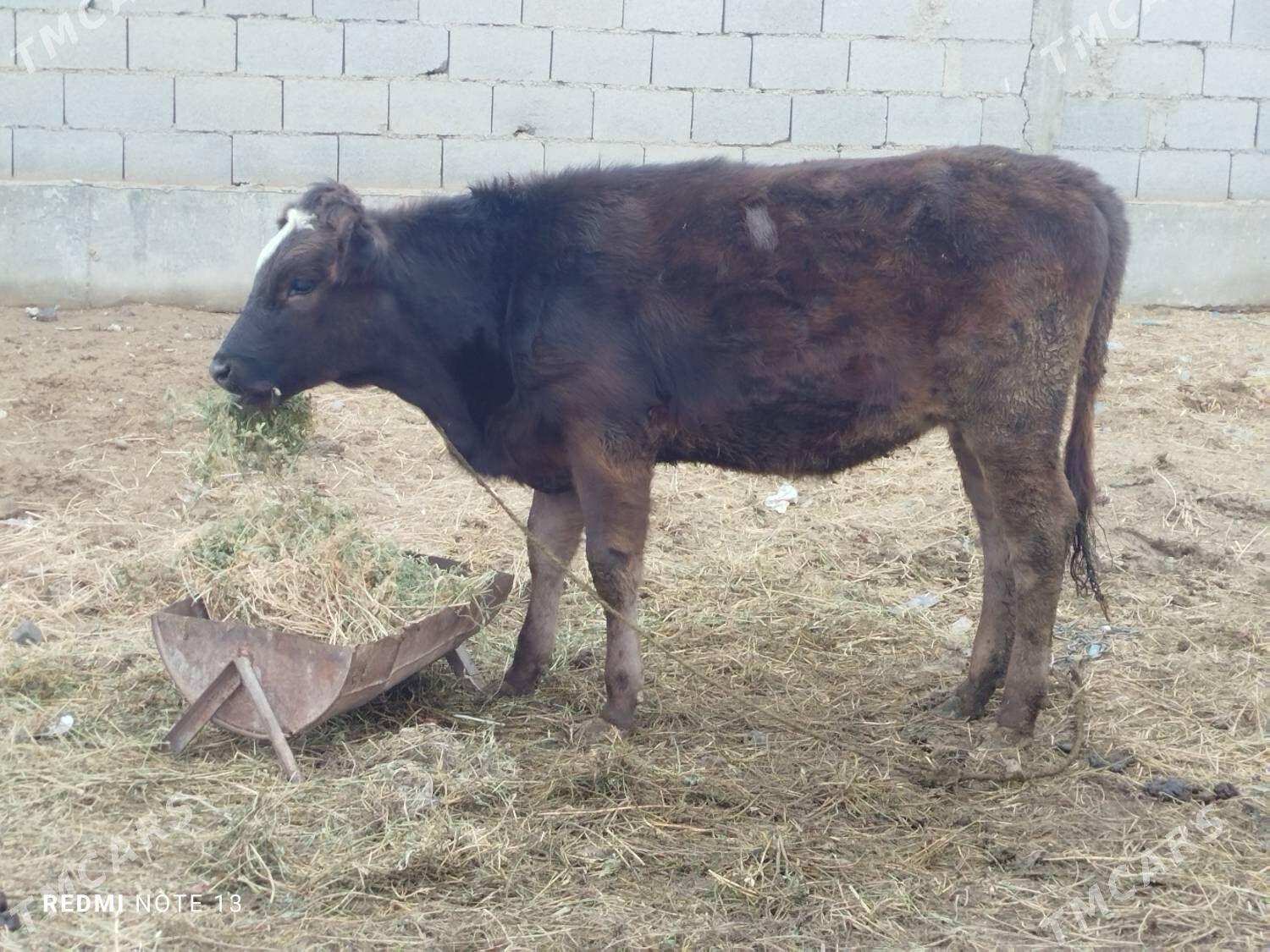 Tüwe - Gökdepe - img 1