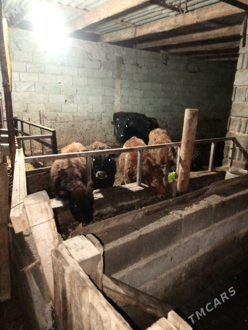 öküz - Gökdepe - img 1