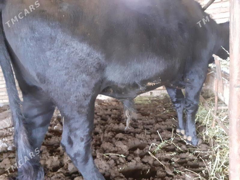 BAKYLAN ÖKÜZ - Murgap - img 1